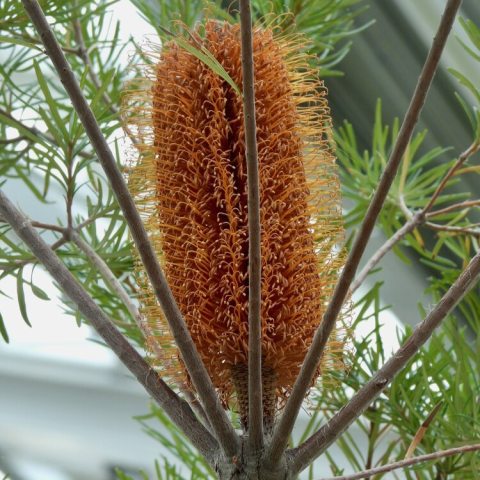 Striking, erect, candle-like orange flower spikes, with long, narrow leaves with small serrated teeth, and a silvery-white underside.