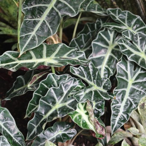 A compact houseplant with glossy, arrowhead-shaped, dark green leaves that feature striking, light green or silvery-green veins and a scalloped texture.