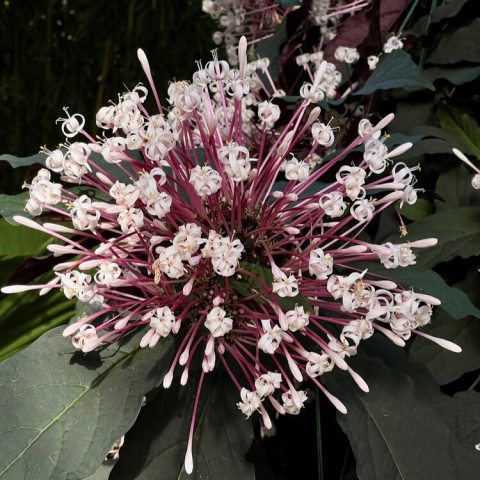 Clusters of tubular flowers with long stamens, in white, red, or purple. 