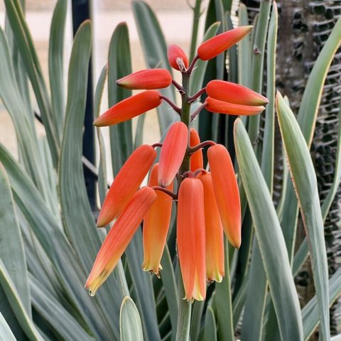 Three spikes with bright orange flowers coming off them with green tips