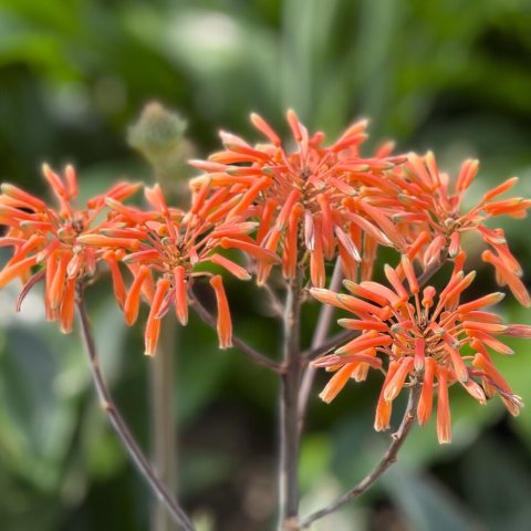 Inflorescence of orange Aloe flowers