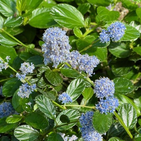 Glossy, dark green leaves and clusters of sky- blue flowers. 