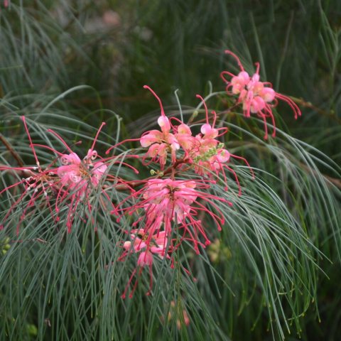 It features 8–10 ft tall, pine-like foliage and produces waxy, rose-red flower clusters