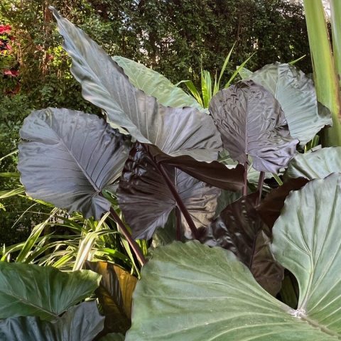 Large, glossy,, arrowhead to heart-shaped leaves are a dark purple and mature to green.  growth habit reaching up to four feet tall.