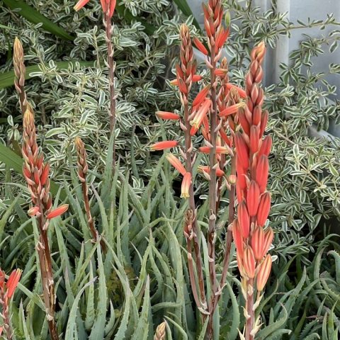 Salmon-orange flowering spikes flourish among the blueish-gray succulent foliage. plants