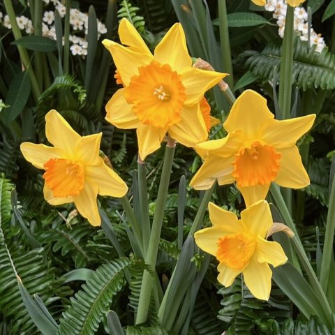 Known for its 18–24 inch stems holding large, brilliant yellow petals and wide, frilled orange, red-rimmed cups.