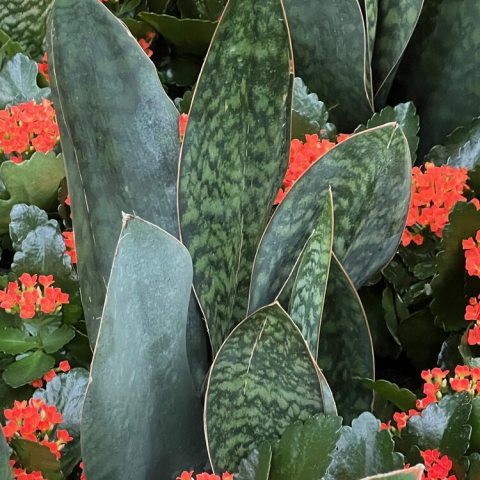 A striking, slow-growing succulent known for its massive, paddle-shaped, dark green leaves mottled with light green.