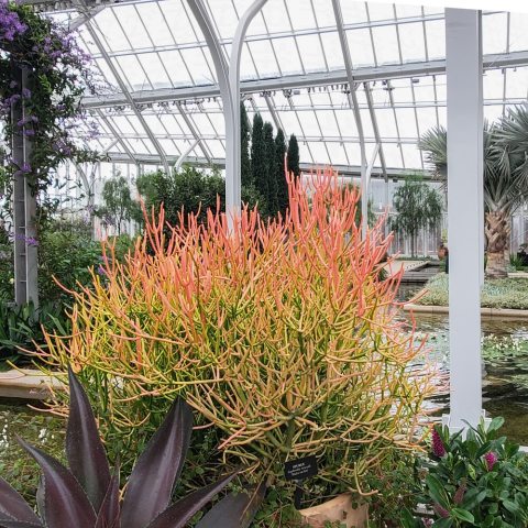 A striking succulent shrub renowned for its fiery, pencil-thin branches in shades of red, orange, and yellow. 
