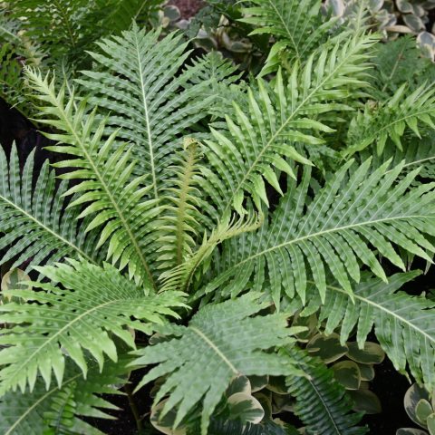 Rosette of bright green, arching fronds attached to a short trunk.  Somewhat leathery, the glossy fronds are soft, with fine, rippled, wave-like leaflets.