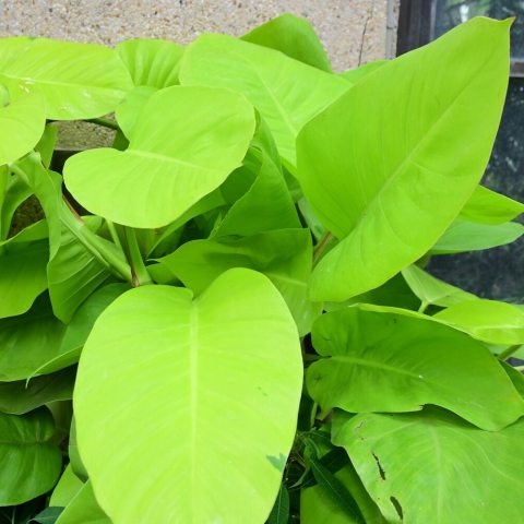Neon green climbing twining vine.  