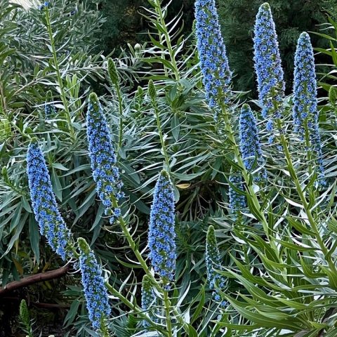 Woody shrub (up to 4–6+ feet tall) featuring large, 20-inch-long terminal panicles of small, clear blue flowers.