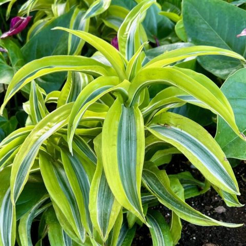 Vibrant, sword-shaped leaves with bright green, yellow, and white stripes, forming a rosette atop thick, cane-like stems.