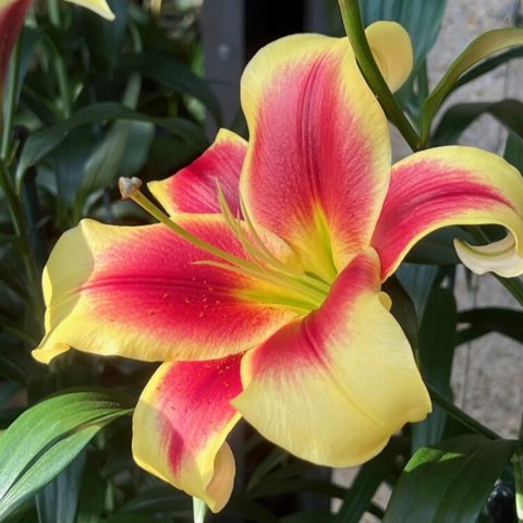 Large, upward-facing, paprika-red flowers with golden-yellow edges and reflexed petals.