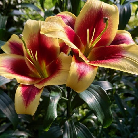 Large, upward-facing, paprika-red flowers with golden-yellow edges and reflexed petals.