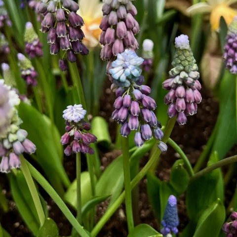 Blue-grape base that blends to pale lilac with green buds that open into bright white florets to the raceme’s tip.