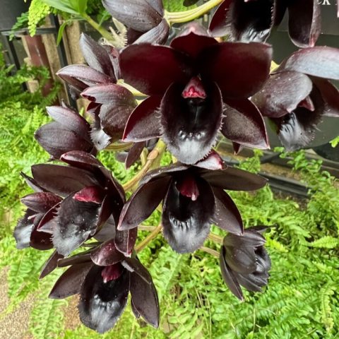 Famous for its incredibly dark (maroon-black) flowers that emit a spicy-sweet fragrance. The flowers emerge on short, arched stems, during or after the foliage sheds in the fall to winter season. 
