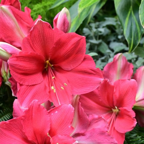 Large, vibrant, six-petaled, star-shaped, pink flowers 