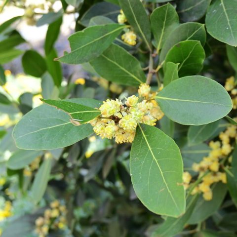 Glossy, leathery, dark green, oval leaves. that produces small, clustered, pale yellowish-green flowers. 