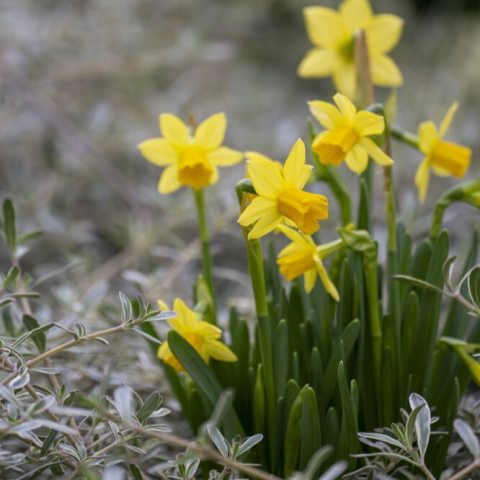 Miniature buttercup-yellow flowers, often showing slightly reflexed petals and a deeper yellow trumpet.