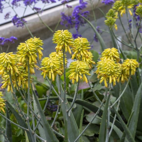 Bright yellow conical-shaped flower spikes.