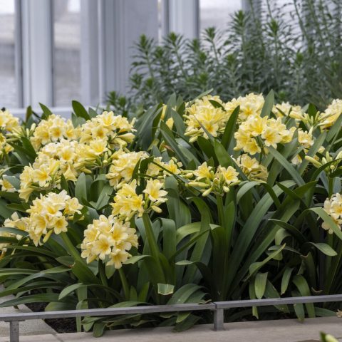 Large, 9-inch, perfectly round, pale-yellow umbels with up to 20 florets.