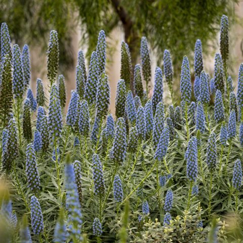 Tall, spikes of small blue flowers facing all directions 