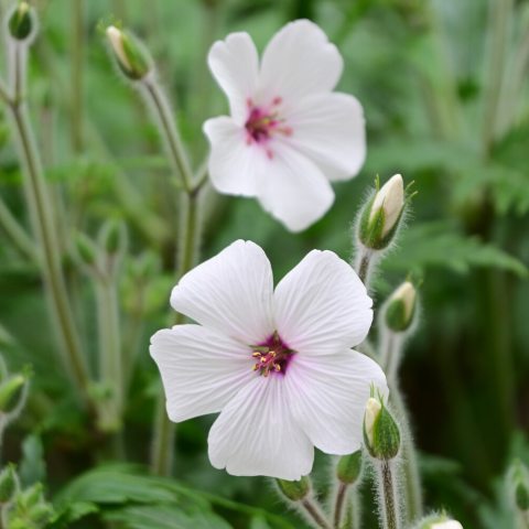 Large, deeply divided, fern-like green leaves and produces massive clusters of white flowers with dark centers.