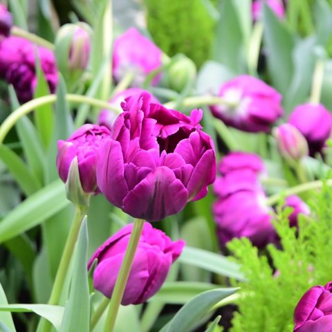 Large, peony-like,, deeply saturated royal purple to raspberry-blackberry blooms with occasional green flashes. 