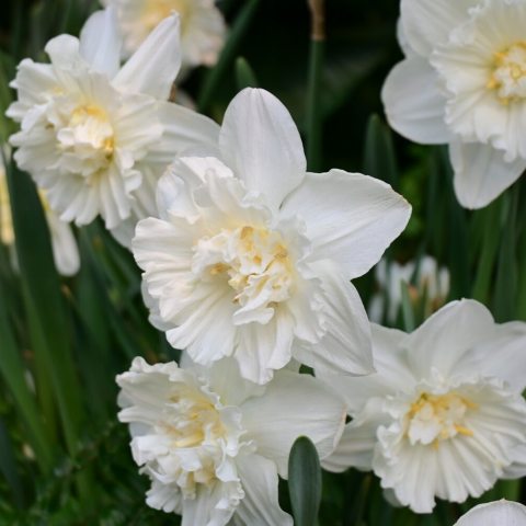 Gardenia-like blooms with layered, creamy white petals  mixed with pale yellow segments.