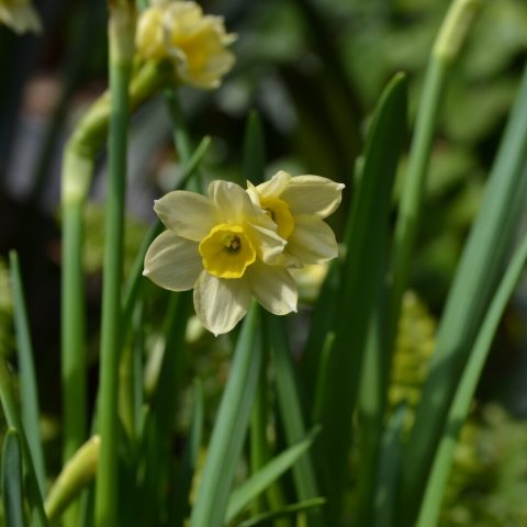 Creamy-white petals with a yellow, cup-shaped corona and standing only 6-8 inches tall. 
