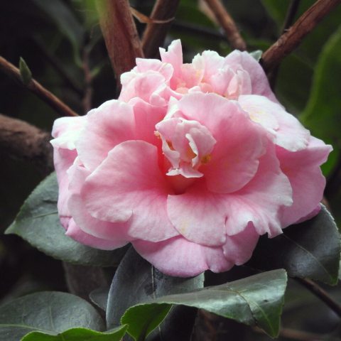 Large, formal double or peony-form light pink flowers contrast shiny green leaves. 