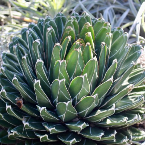 Dense rosettes of rigid, dark green leaves with white, painted-like, geometric markings and a sharp, black terminal spine.
