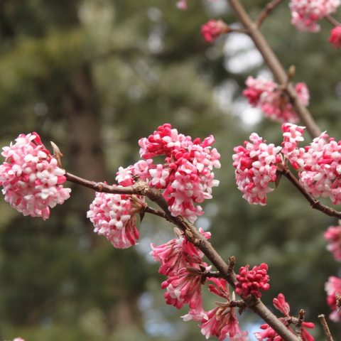 Highly fragrant, small, tubular, light-pink flowers that bloom on bare branches. 