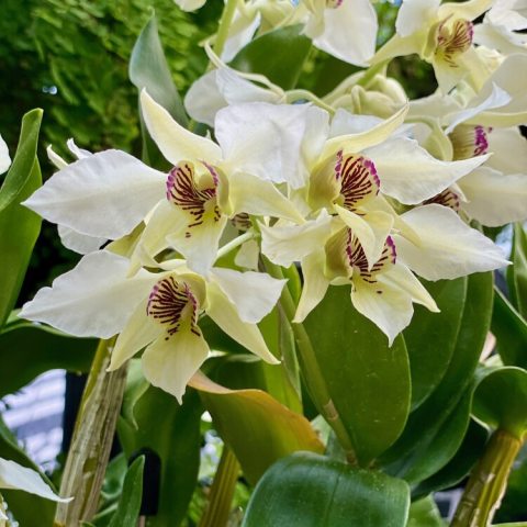 Creamy white flowers dotted with laced purple stripes. 