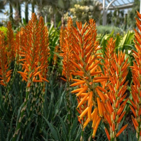 Many orange Aloe blooms