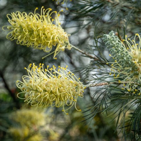 Shrub with narrow-green, needle-like leaves and creamy bottle-brush flowers.