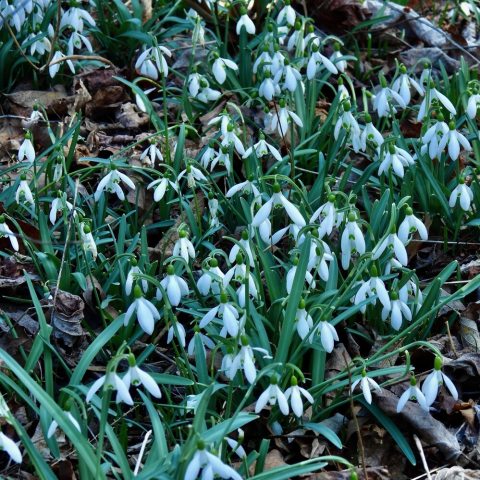 White nodding flowers on green stems.