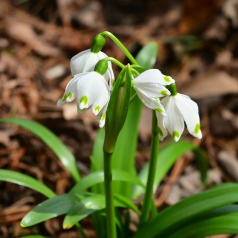 Nodding, solitary, bell-shaped white flowers with distinctive green spots on each of the six petal tips. It grows 8–18 inches tall, with dark green, strap-like leaves. 
