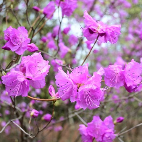 Dark pink flowers on the ends of many branches