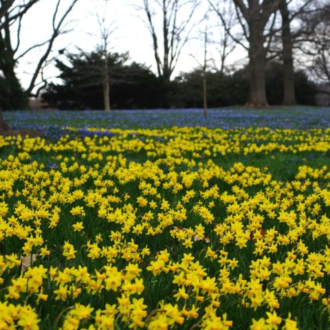 Dwarf narcissus featuring multiple, small (2.5-inch) buttercup-yellow flowers per stem. Growing only 6–10 inches tall, they have slightly reflexed, pale yellow petals surrounding a darker, egg-yolk yellow trumpet.