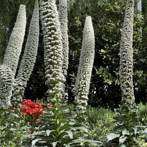 Silvery-grey rosettes send up a 4–9 ft unbranched, cone-shaped spikes of white flowers..