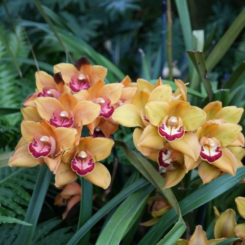 Strap-like evergreen leaves and upright spikes holding waxy, 2-to-5-inch yellowish-pink flowers.