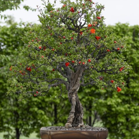 Striking, 1–2 inch wide blooms characterized by crinkled, crepe paper-like petals ranging from scarlet-red to orange.