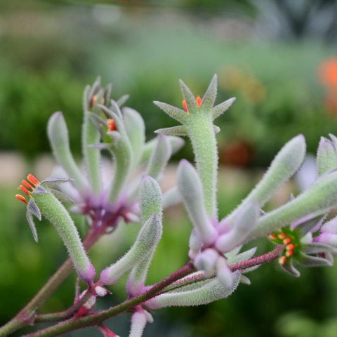 Features 2-3' tall sword-like foliage with 4-5' tall wands of lilac-gray fuzzy flowers and lavender-pink stems. 