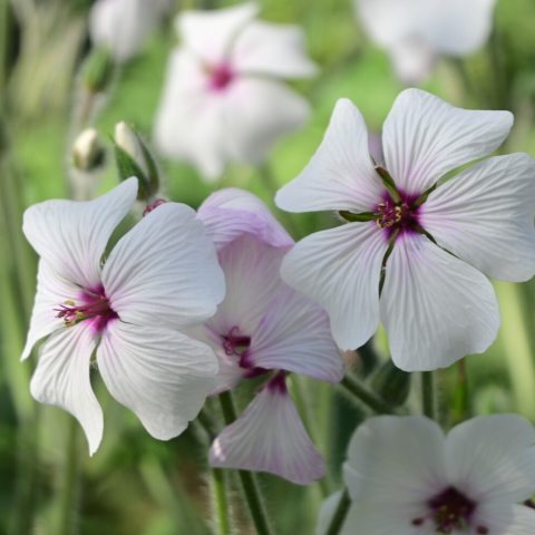 Large, deeply divided, fern-like green leaves and produces massive clusters of white flowers with dark centers.