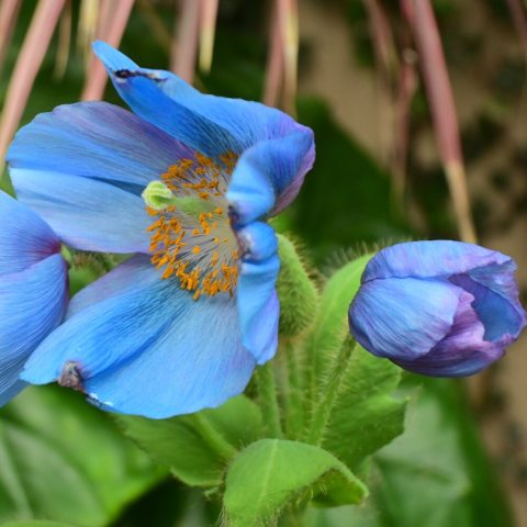 3-5 inch wide, cup-shaped flowers with blooms that are a striking, intense sky-blue to deep blue, with a contrasting yellow/golden eye.