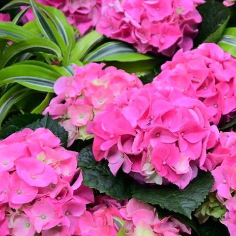 Compact, shrub featuring intense rose-pink, ball-shaped mophead blooms.