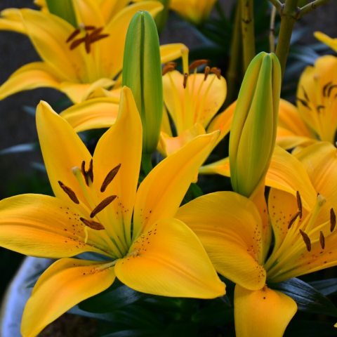 Vibrant, golden-yellow trumpet-shaped flowers featuring contrasting dark maroon-black speckles at the center.