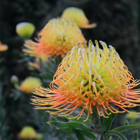 Gray-green leaves 4-5 inch wide, bright orangish-yellow "pincushion" flowers bloom on 30-inch stems.