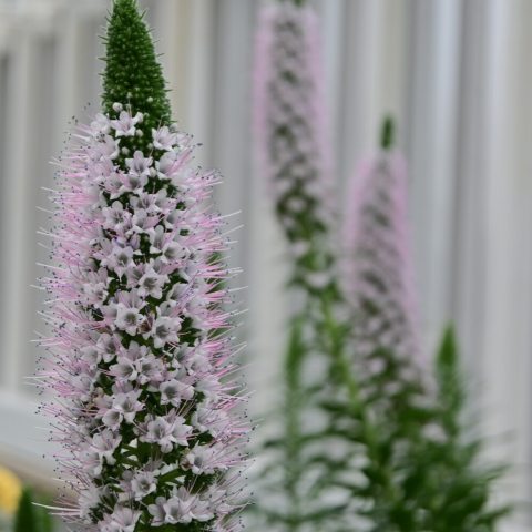 Large, 20-inch-long pyramidal spikes of light pink flowers with reddish stamens.